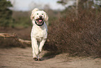 Goldendoodle