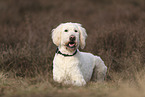 Goldendoodle