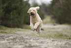 Goldendoodle