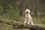 Goldendoodle