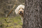 Goldendoodle