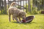 Goldendoodle Puppy