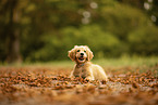 Goldendoodle Puppy