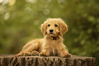 Goldendoodle Puppy