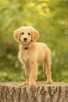 Goldendoodle Puppy