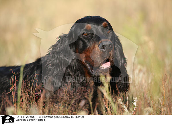 Gordon Setter Portrait / Gordon Setter Portrait / RR-20665