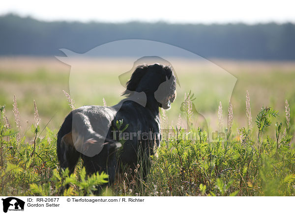 Gordon Setter / Gordon Setter / RR-20677