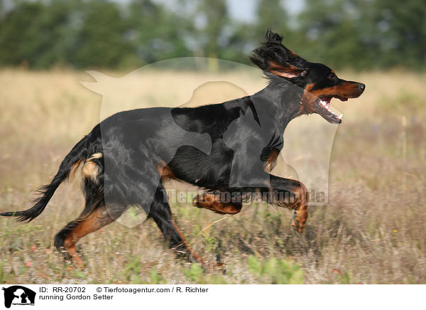 rennender Gordon Setter / running Gordon Setter / RR-20702