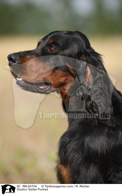 Gordon Setter Portrait / Gordon Setter Portrait / RR-20704