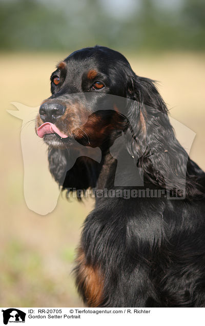 Gordon Setter Portrait / Gordon Setter Portrait / RR-20705