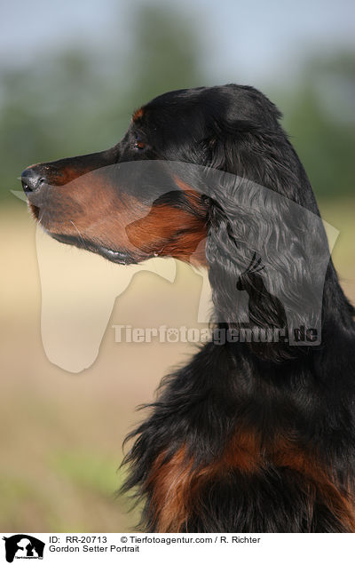 Gordon Setter Portrait / Gordon Setter Portrait / RR-20713