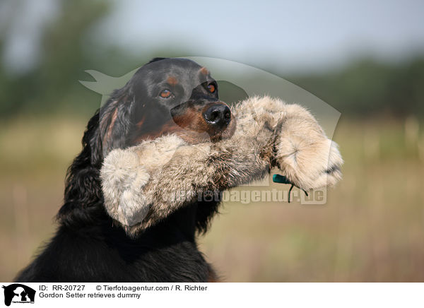 Gordon Setter retrieves dummy / RR-20727