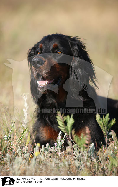 lying Gordon Setter / RR-20743