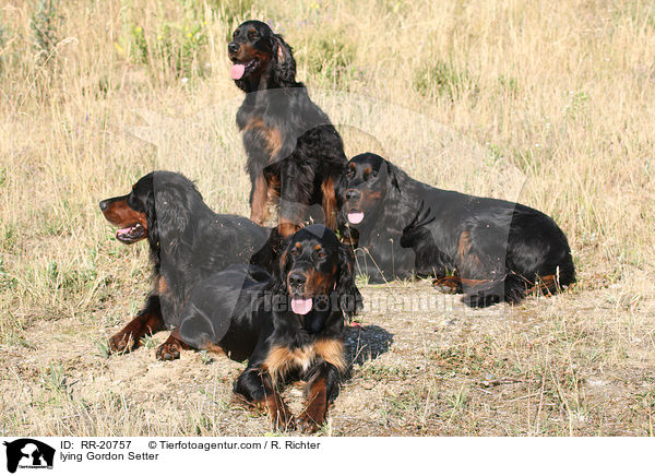 liegende Gordon Setter / lying Gordon Setter / RR-20757