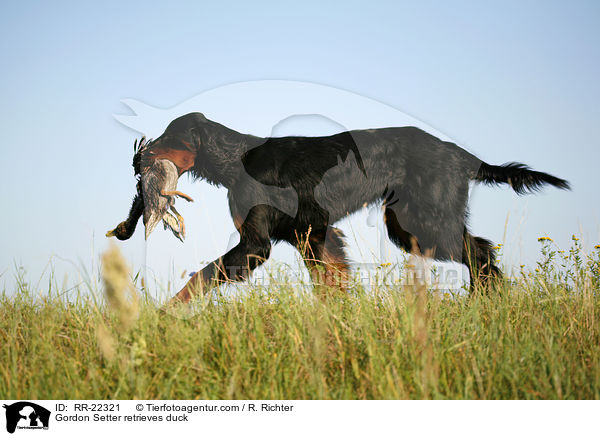 Gordon Setter apportiert Ente / Gordon Setter retrieves duck / RR-22321