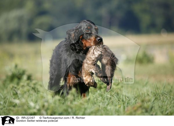 Gordon Setter retrieves polecat / RR-22397