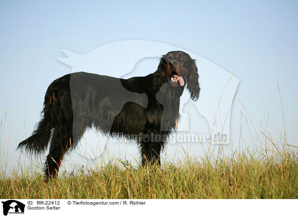 Gordon Setter / Gordon Setter / RR-22412