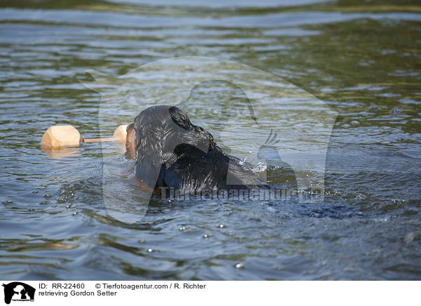 retrieving Gordon Setter / RR-22460