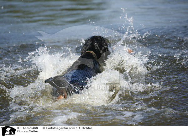 Gordon Setter / RR-22468