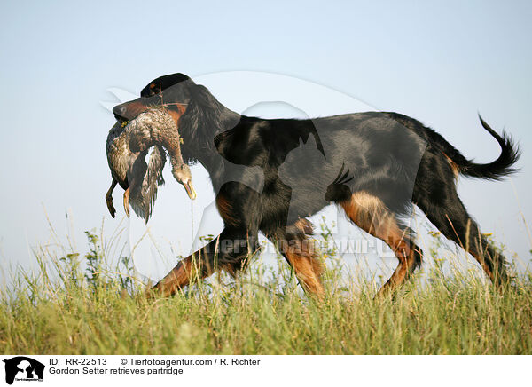 Gordon Setter apportiert Rebhuhn / Gordon Setter retrieves partridge / RR-22513