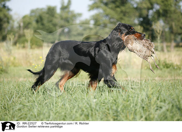 Gordon Setter retrieves partridge / RR-22527