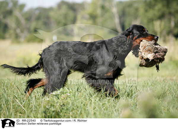 Gordon Setter retrieves partridge / RR-22540