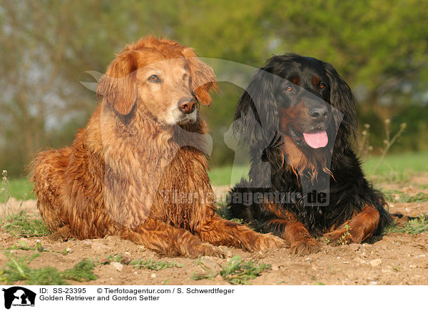 Golden Retriever und Gordon Setter / Golden Retriever and Gordon Setter / SS-23395