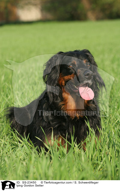 liegender Gordon Setter / lying Gordon Setter / SS-23450