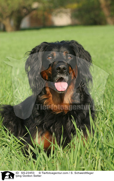 liegender Gordon Setter / lying Gordon Setter / SS-23453