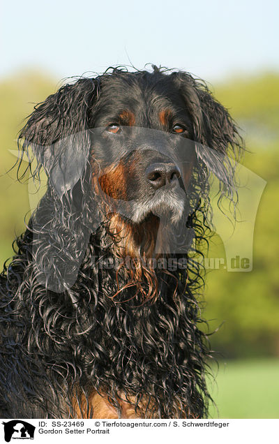 Gordon Setter Portrait / Gordon Setter Portrait / SS-23469