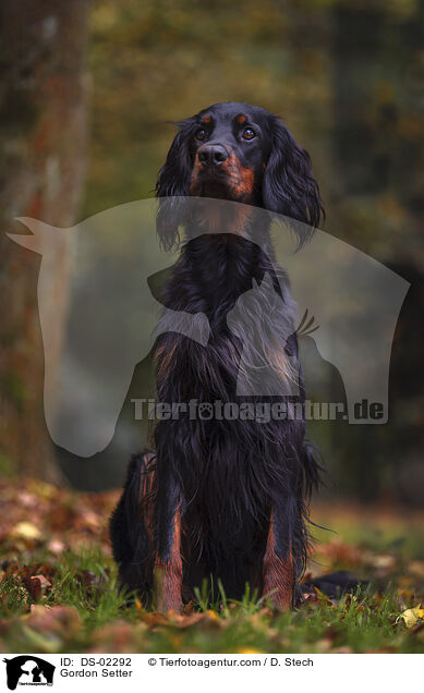 Gordon Setter / DS-02292