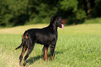 Gordon Setter