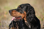 Gordon Setter Portrait