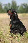 sitting Gordon Setter