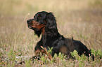 lying Gordon Setter