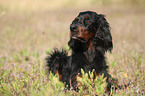 lying Gordon Setter