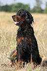 sitting Gordon Setter