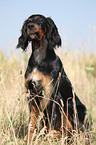 sitting Gordon Setter