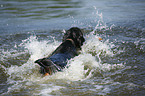 Gordon Setter