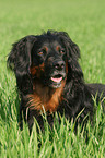 lying Gordon Setter