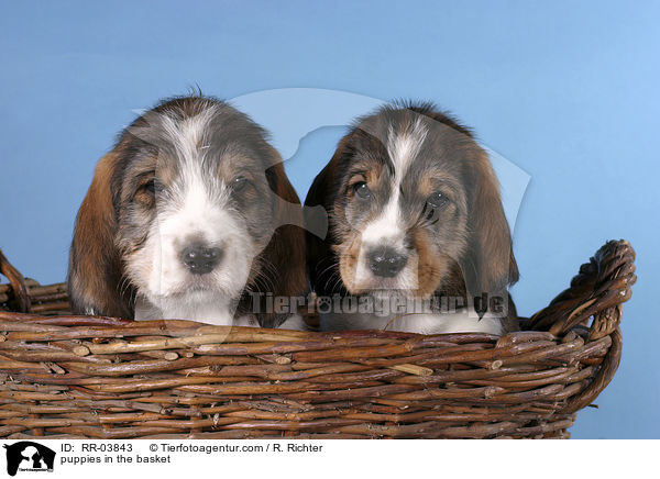 puppies in the basket / RR-03843