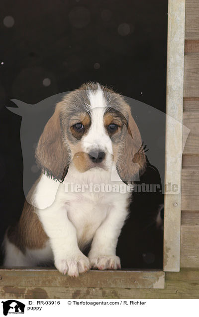 Grand Basset Griffon Vendeen Welpe / puppy / RR-03916