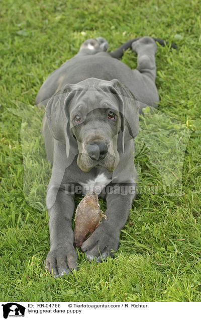 liegender Deutsche Dogge Welpe / lying great dane puppy / RR-04766