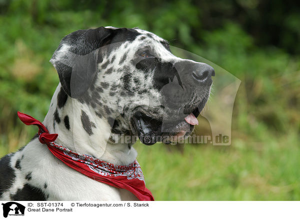 Deutsche Dogge Portrait / Great Dane Portrait / SST-01374
