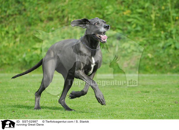 rennende Deutsche Dogge / running Great Dane / SST-02987