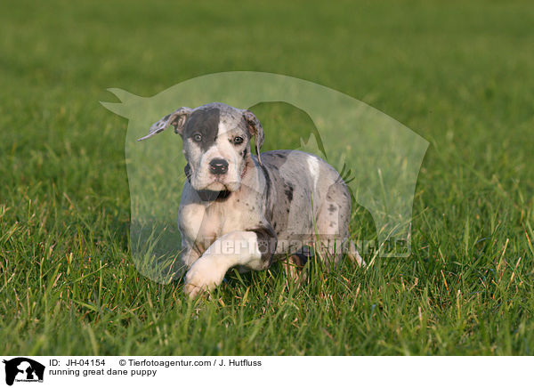 rennender Dogge Welpe / running great dane puppy / JH-04154