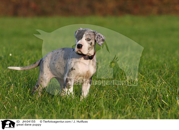 Deutsche Dogge Welpe / great dane puppy / JH-04155