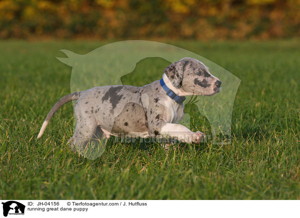 rennender Dogge Welpe / running great dane puppy / JH-04156