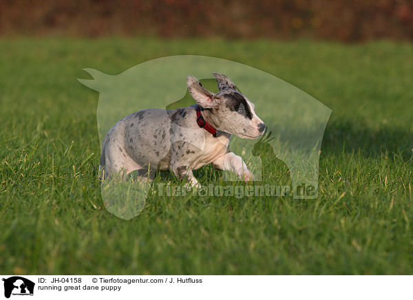 rennender Dogge Welpe / running great dane puppy / JH-04158