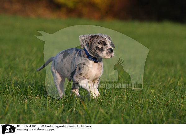 rennender Dogge Welpe / running great dane puppy / JH-04161